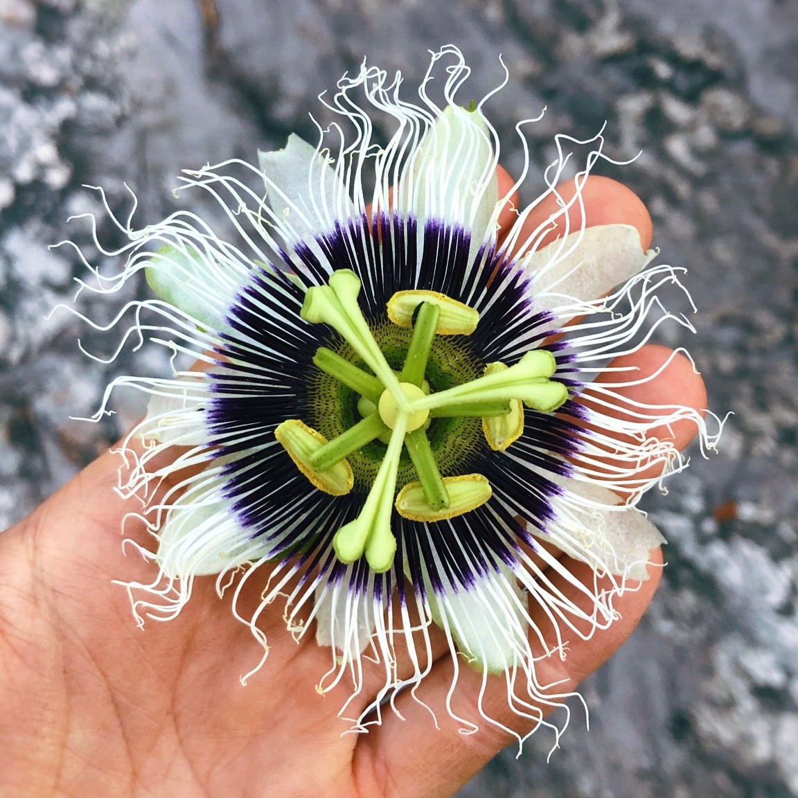 Importancia del Sueño